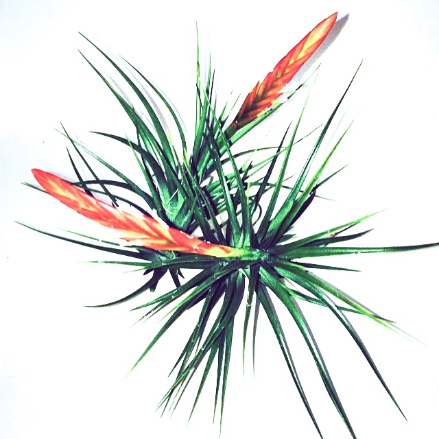 Air plant from Easy Growin Designs