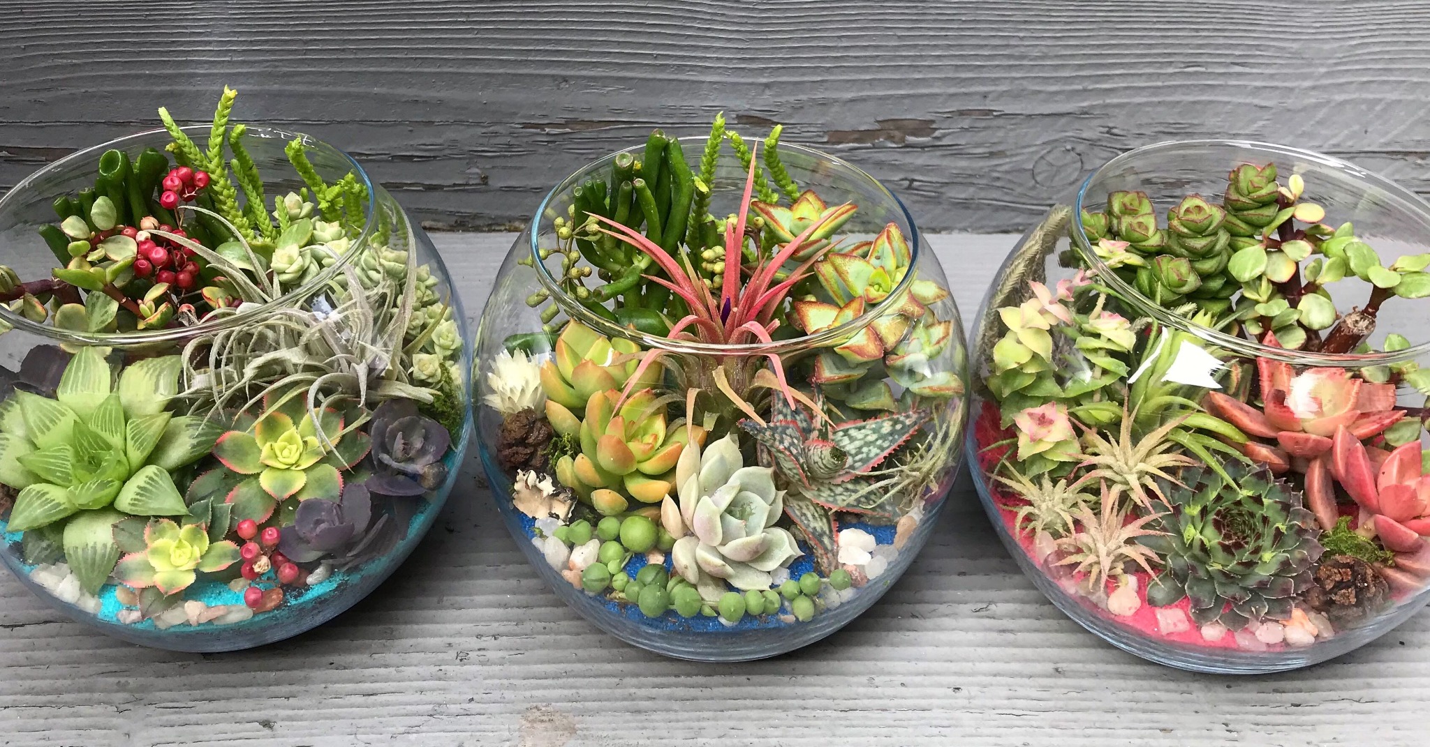 Three glass terrariums filled with colorful succulents and air plants